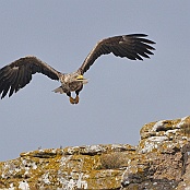 White-tailed Eagle  "Haliaeetus albicilla"